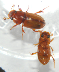 Alloblackburneus