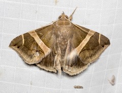 Bastilla arctotaenia