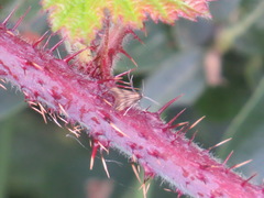 Schreckensteinioidea