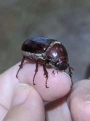 Dermolepida albohirtum