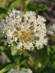Ceanothus herbaceus