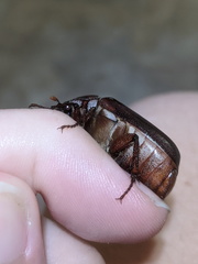 Dermolepida albohirtum