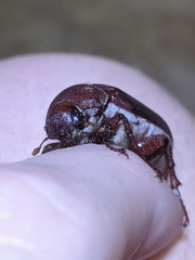 Dermolepida albohirtum