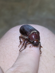 Dermolepida albohirtum