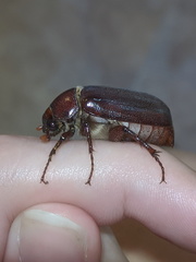 Dermolepida albohirtum