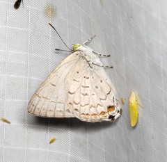 Hypochrysops digglesii