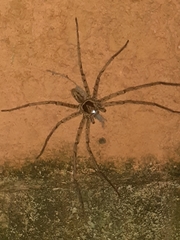 Heteropoda venatoria