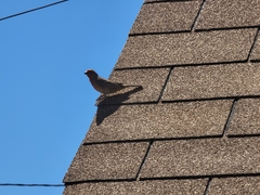 Haemorhous mexicanus