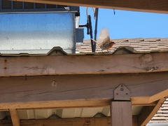 Haemorhous mexicanus