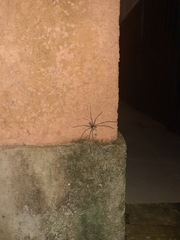 Heteropoda venatoria