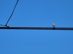 Haemorhous mexicanus