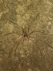 Heteropoda venatoria