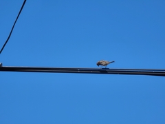 Haemorhous mexicanus