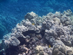 Labroides phthirophagus