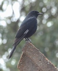 Knipolegus lophotes