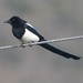 Oriental Magpie - Photo (c) Amaël Borzée, some rights reserved (CC BY-NC)