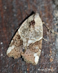 Gonodes liquida