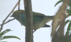 Tangara cyanoventris