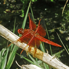 Libellula saturata