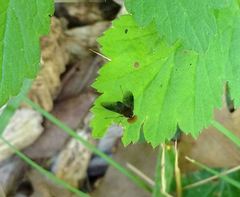 Chrysopilus quadratus