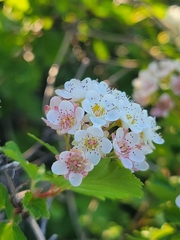 Physocarpus malvaceus