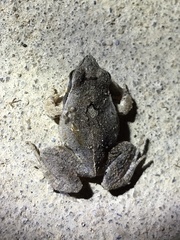 Physalaemus albonotatus