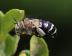 Amegilla quadrifasciata