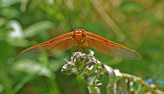 Libellula saturata