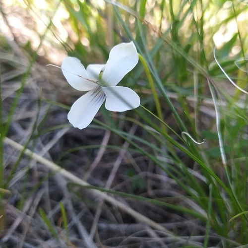 Image of Viola patrinii by (c) Ochirnima Nimaev, some rights reserved (CC BY)
