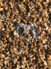 Larus dominicanus dominicanus