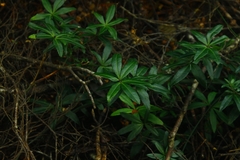 Acradenia frankliniae