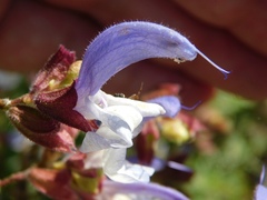 Salvia chamelaeagnea
