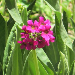 Primula parryi