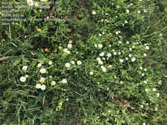 Aphanostephus skirrhobasis thalassius