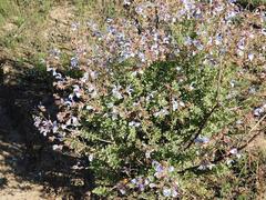 Salvia chamelaeagnea