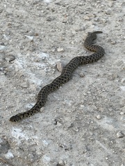 Thamnophis marcianus