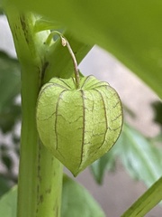 Physalis