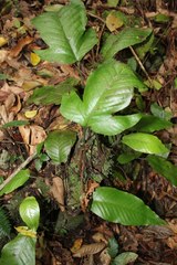 Hypoderris brownii