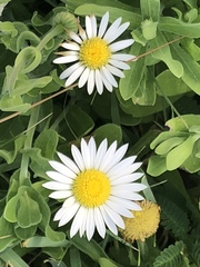 Aphanostephus skirrhobasis thalassius