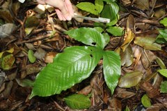 Hypoderris brownii