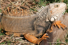 Iguana iguana