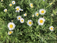 Aphanostephus skirrhobasis thalassius