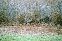 Francolinus francolinus