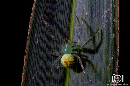 Araneus cingulatus image