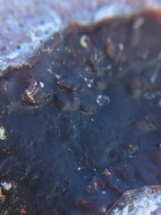 Ectocarpales