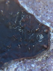 Ectocarpales
