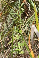 Xanthosia tridentata