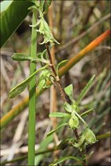 Xanthosia tridentata