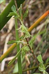 Xanthosia tridentata