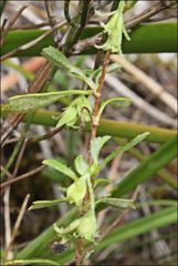 Xanthosia tridentata